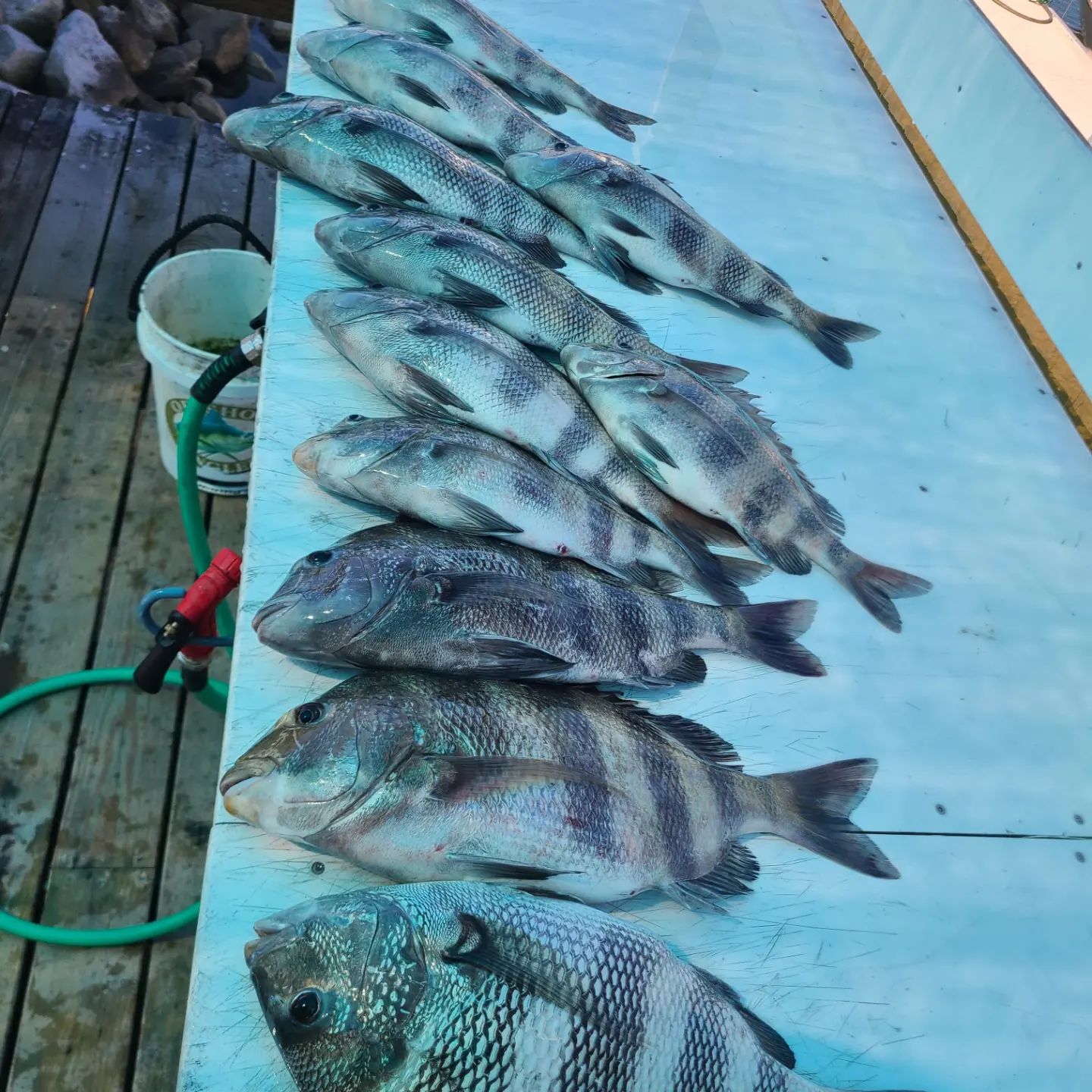 Five sheepshead fish caught while fishing in Alabama