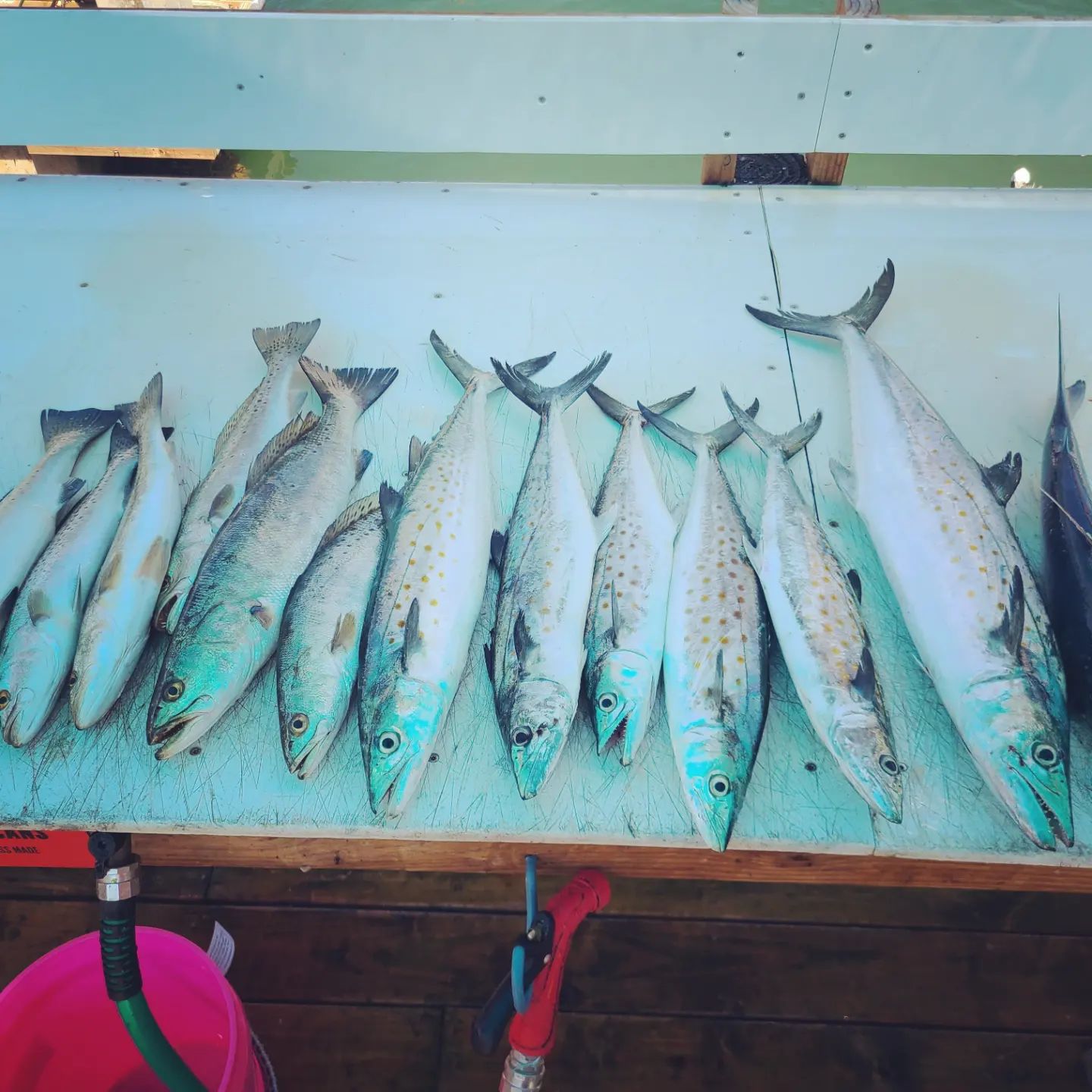 Five Spanish Mackerel caught in Orange Beach