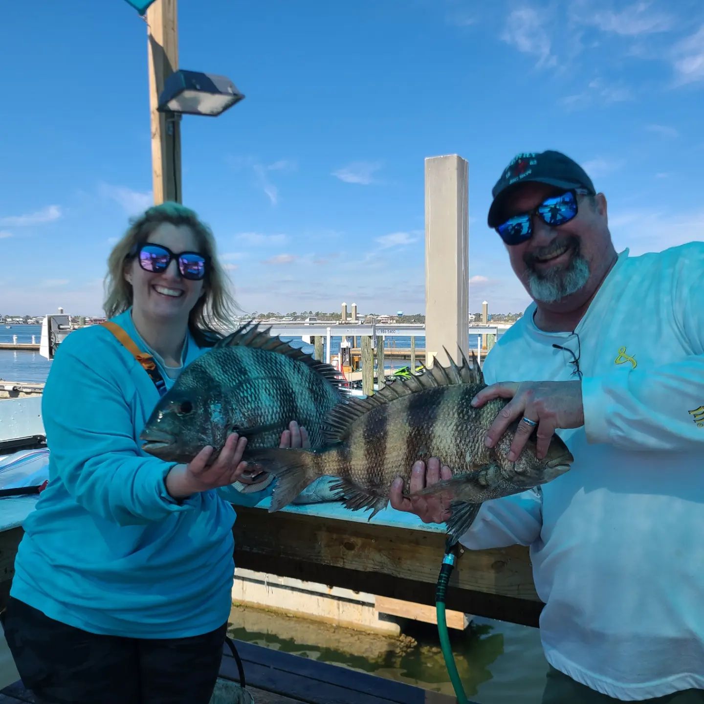 Two sheepshead fish caught by anglers in Orange Beach