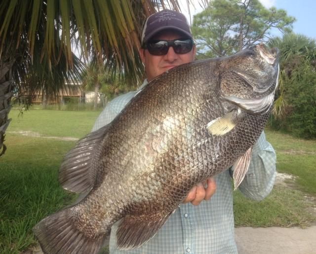 Tripletail fish caught in Florida