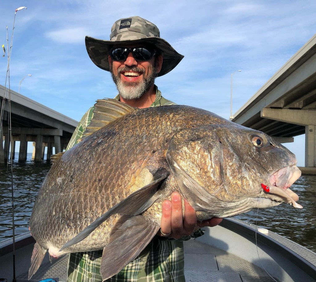 A photograph of a large black drum fish caught in St. Petersburg