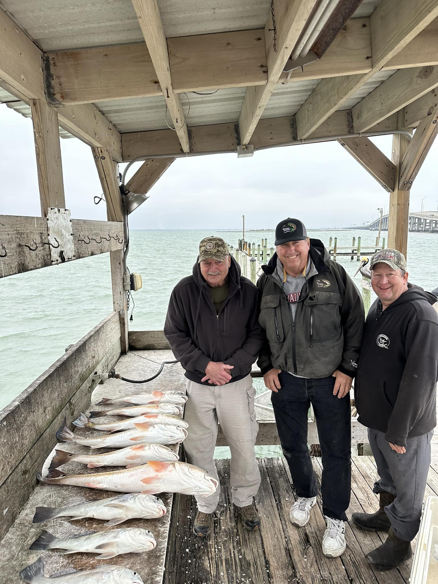 Three black drum fish caught in Corpus Christi
