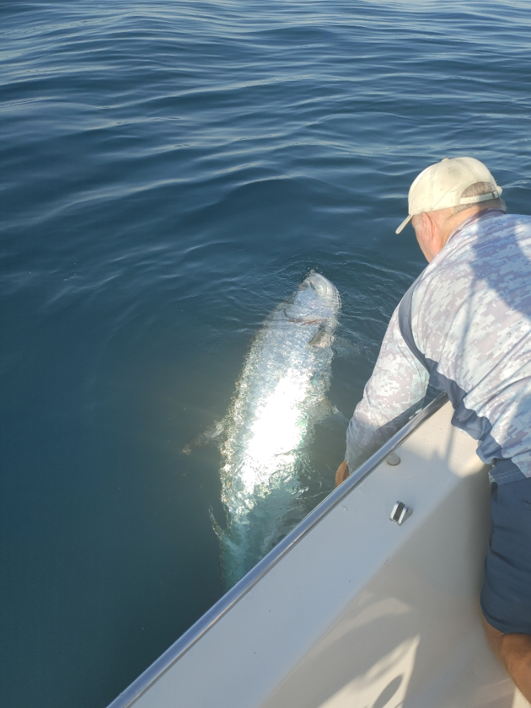Huge tarpon released to fight another day!