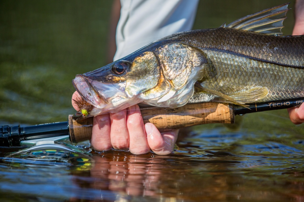 Snook fish caught in FL
