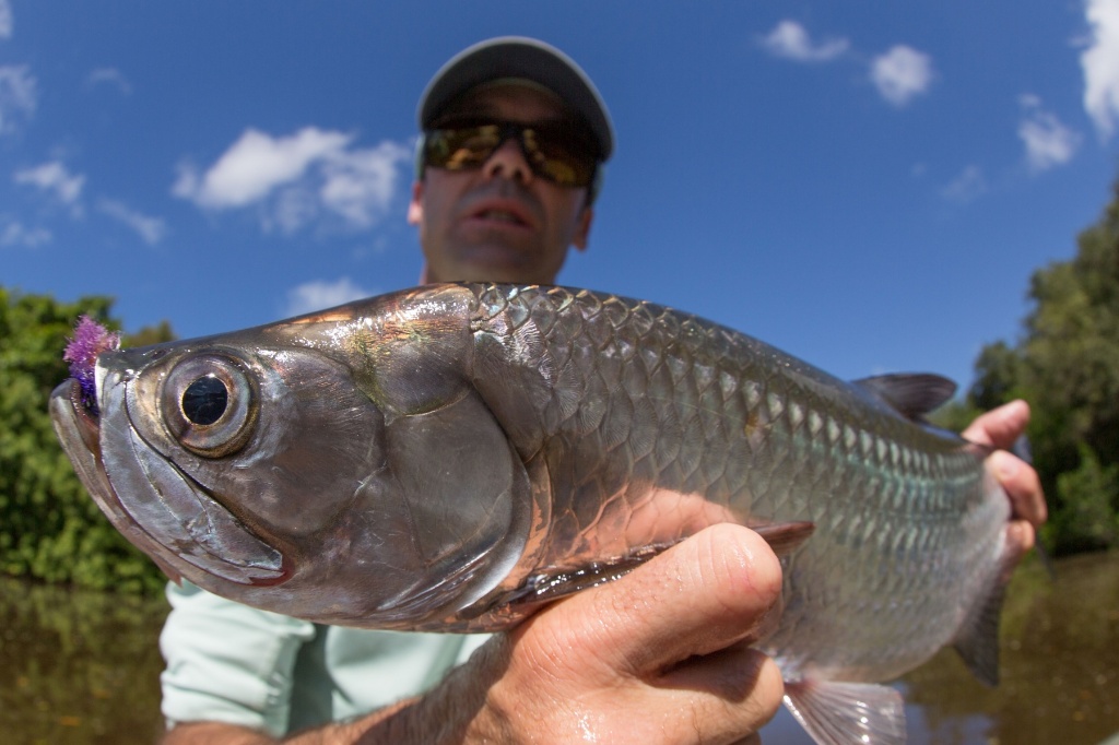 A tarpon fish caught in Punta Gorda