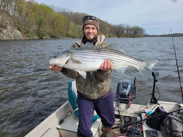 Striped bass catch held on fishing boat in Altmar NY waters