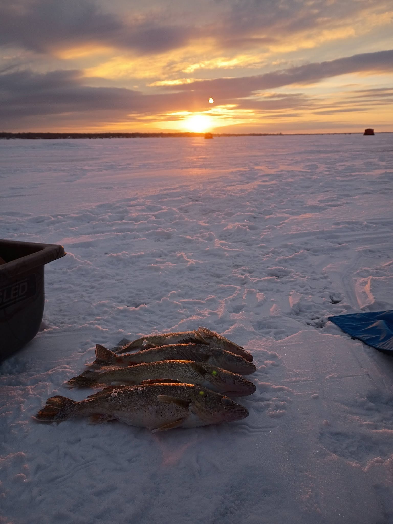 Fresh caught fish laid out on snowy ice during winter sunset in Altmar NY