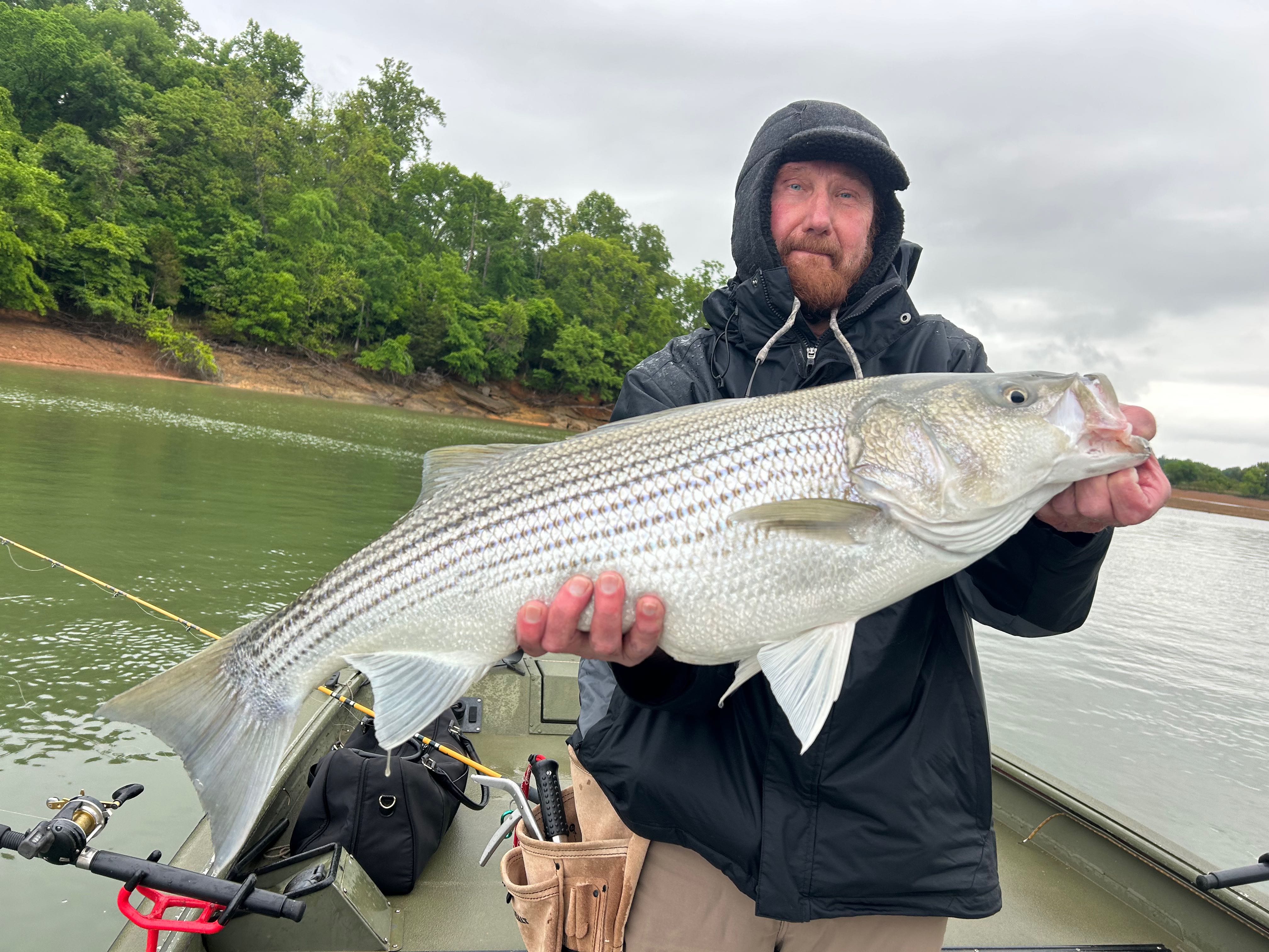 Striped bass catch on fishing boat in Rutledge TN waters