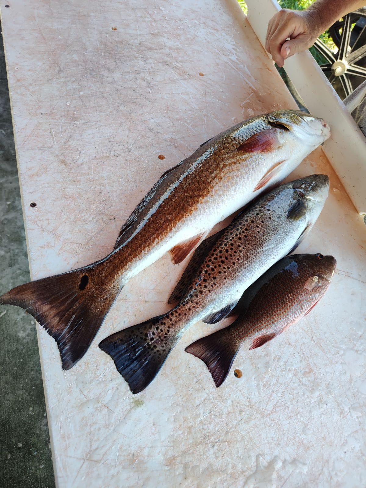 Two anglers fishing in FL