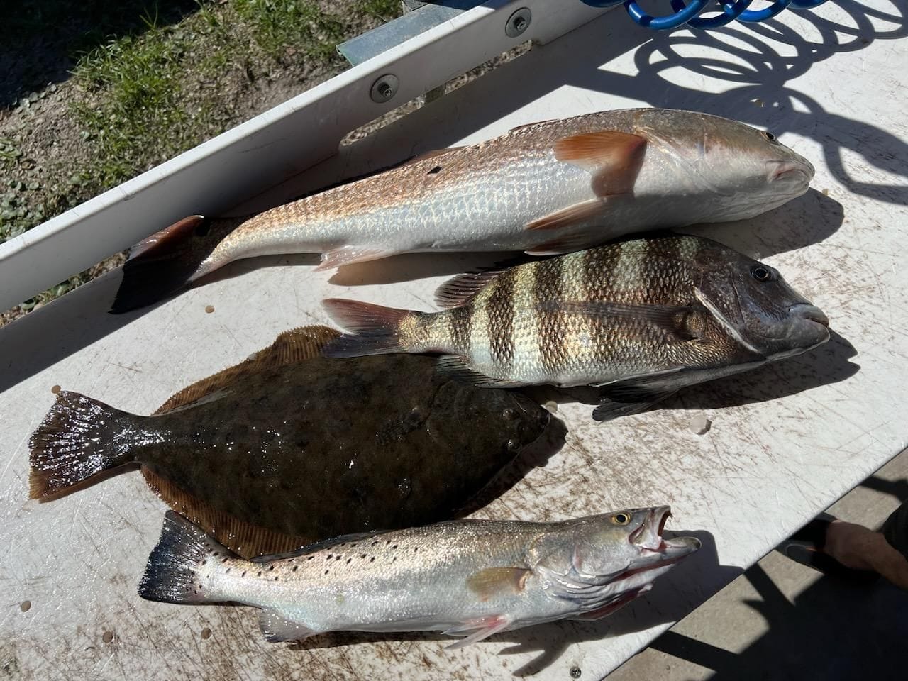 Four spotted weakfish, sheepshead, and summer flounder caught while fishing in Jacksonville