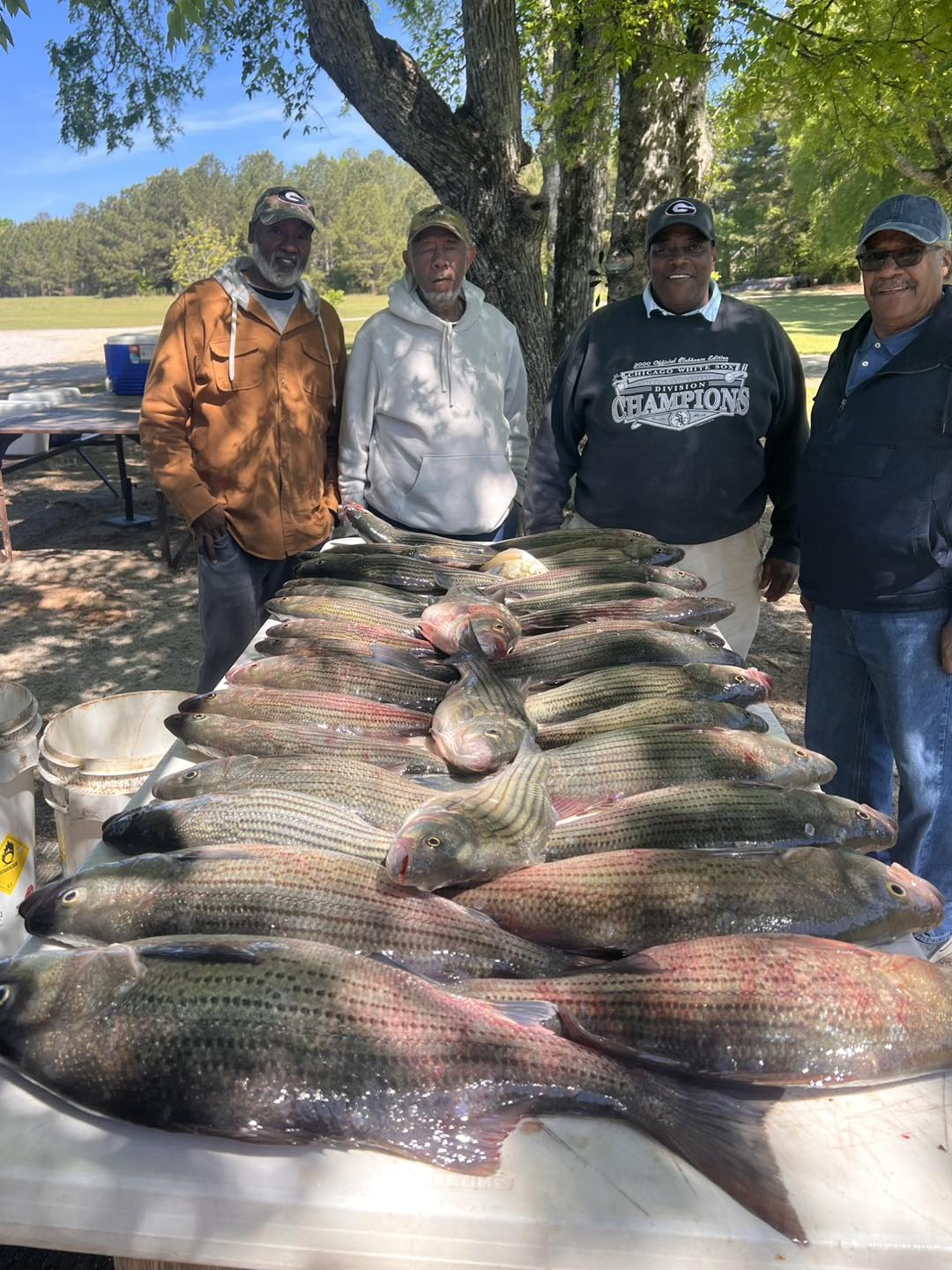 Large catch of white bass and striped bass displayed on cleaning table in Appling GA