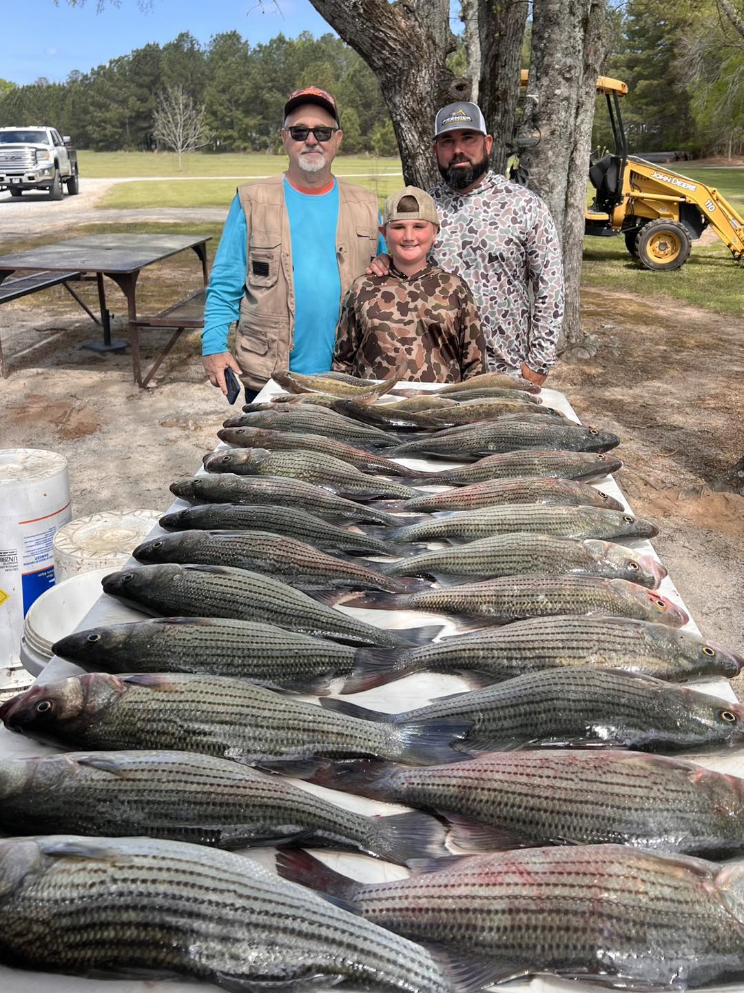 Large catch of striped bass laid out on table in Appling GA fishing trip