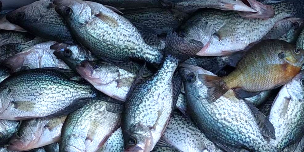  Fishing Guides Clarks Hill Lake - Crappie Fishing 