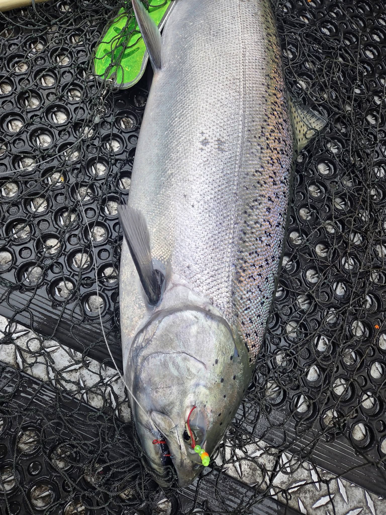 Chinook salmon caught on fishing lure in Dayton WA lying in landing net