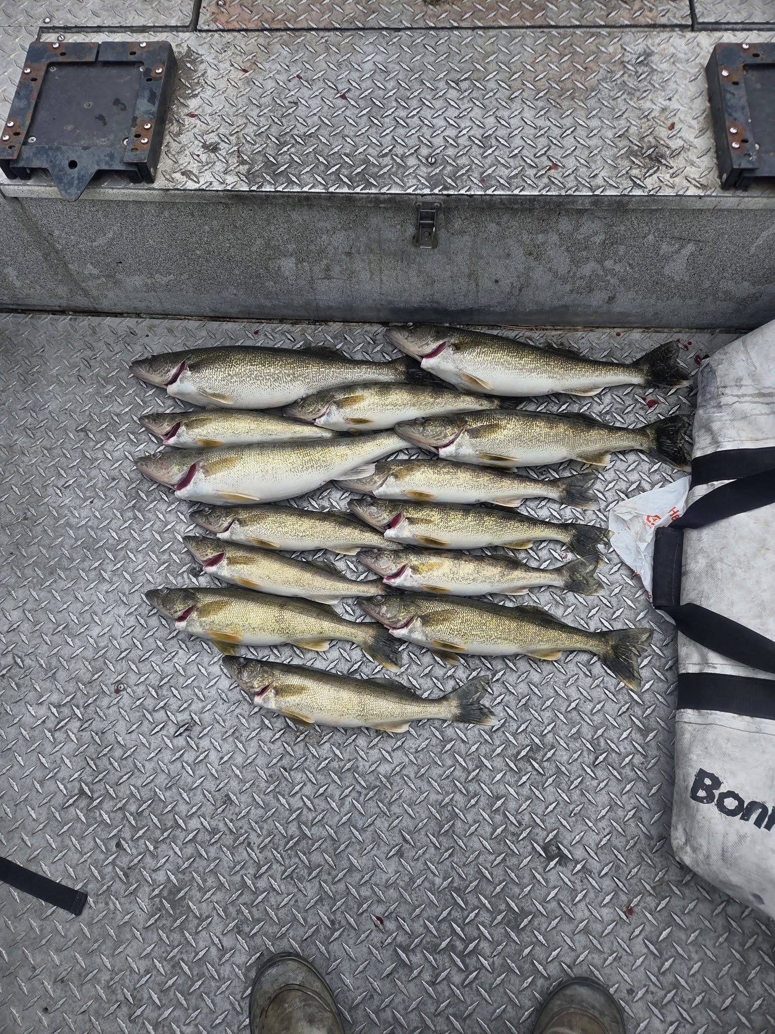 Collection of walleye and sauger catch displayed on boat deck in Dayton WA