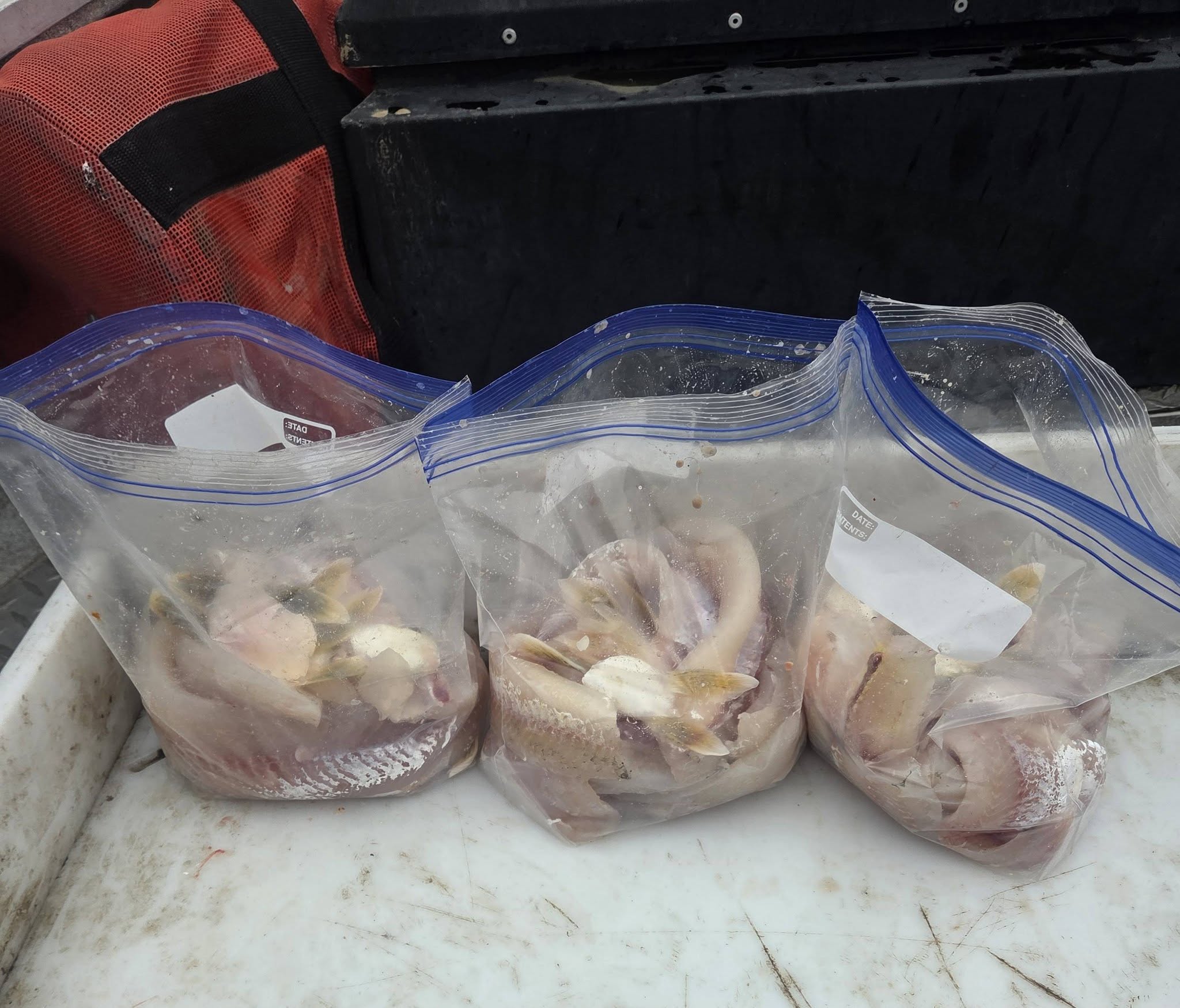 Fresh caught fish stored in plastic bags in cooler after fishing trip near Dayton WA