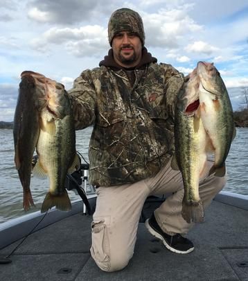 Three bluefish, 22 inches long, caught in Guntersville