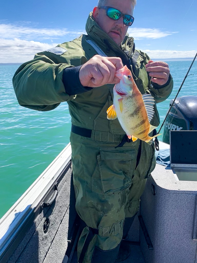American Yellow Perch, 11 inch fish caught in NY