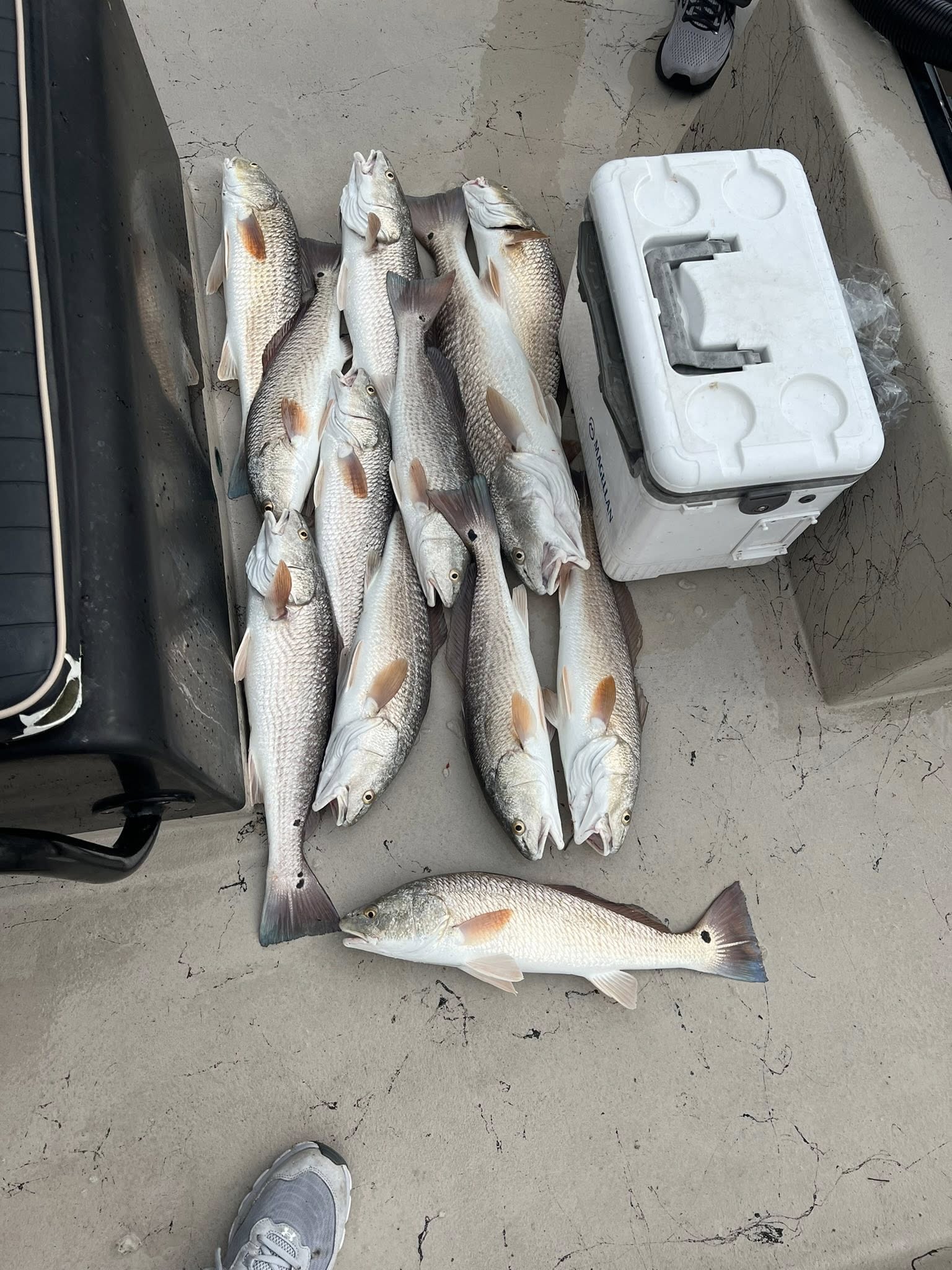 Seven redfish caught in Rockport TX laid out on boat deck with cooler