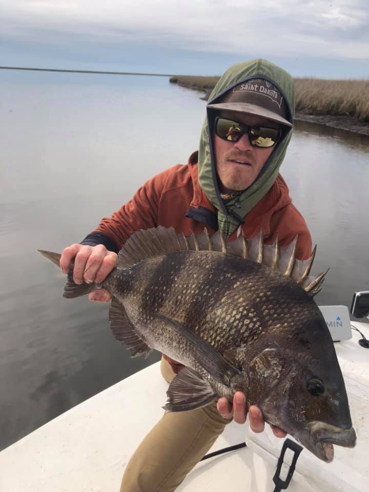 Sheepshead fish caught in LA while fishing