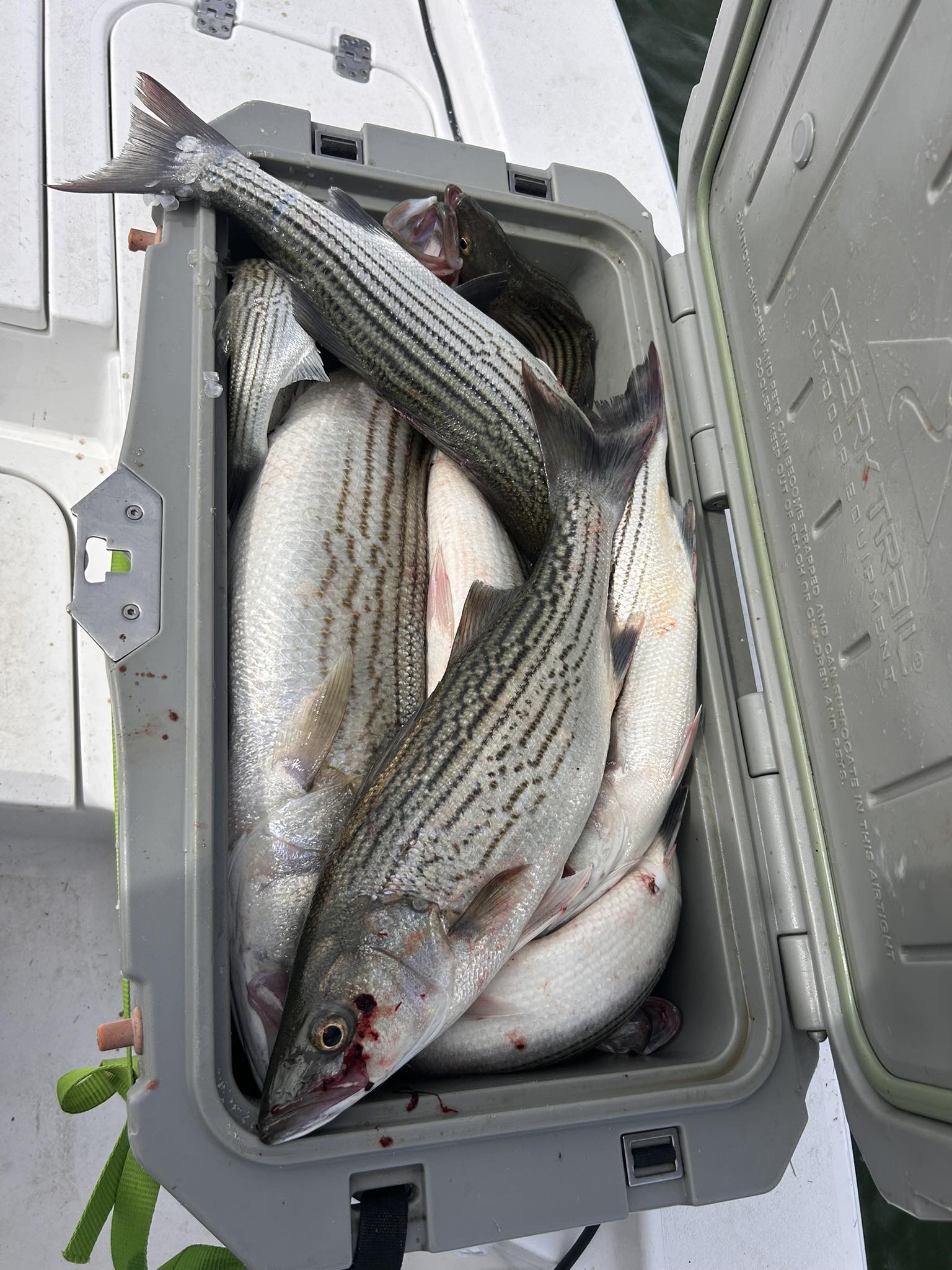 Fresh caught striped bass in cooler from Madill Oklahoma fishing trip