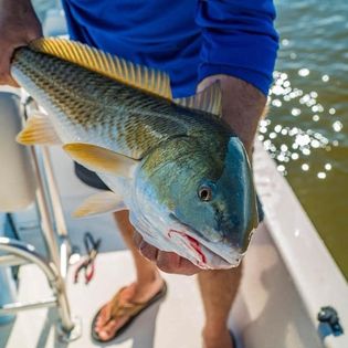Best great fishing in MS