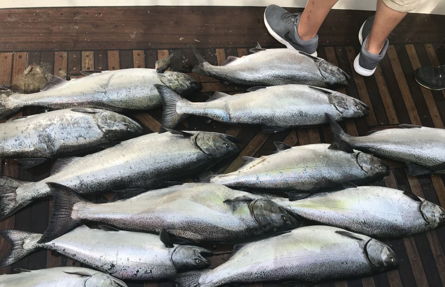 Multiple Coho and Chinook salmon laid out on wooden dock in Burt NY after successful fishing trip
