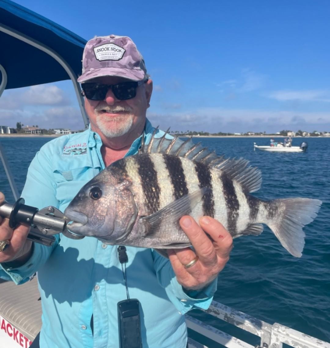 Sheepshead fish with distinctive black stripes caught during fishing trip in Jensen Beach FL