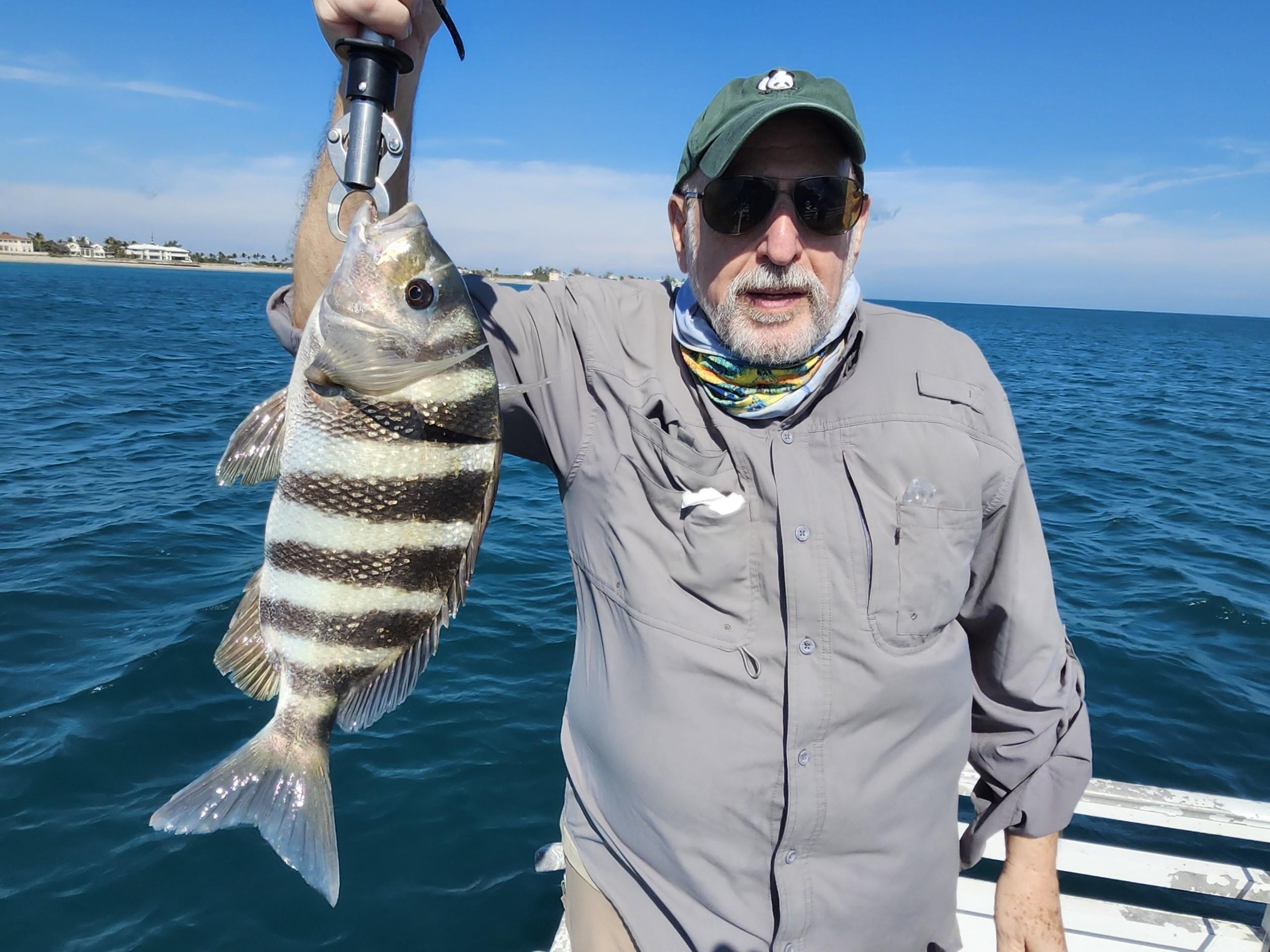 Sheepshead fish caught during fishing tour in Jensen Beach FL