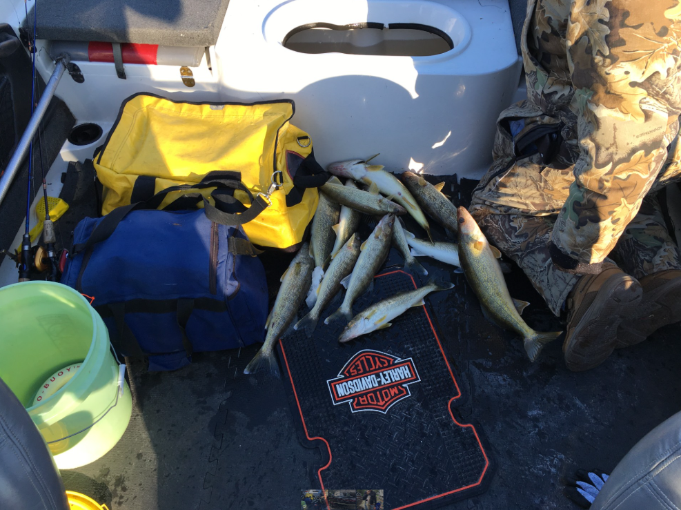 Fresh caught walleye fish displayed on boat deck in Harrison Township MI