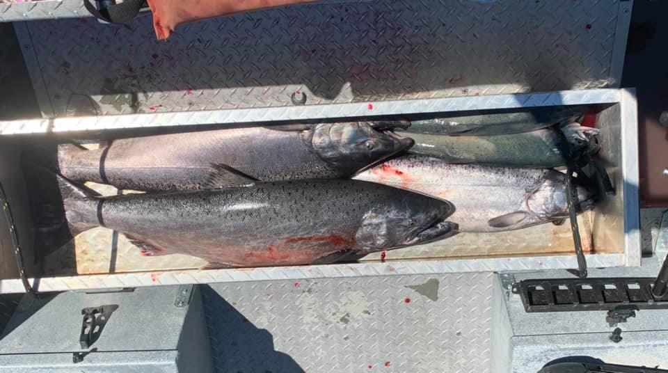 Two Chinook Salmon caught while fishing in Soldotna