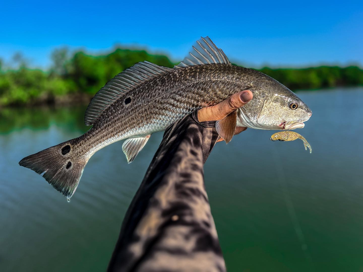 Redfish caught in FL