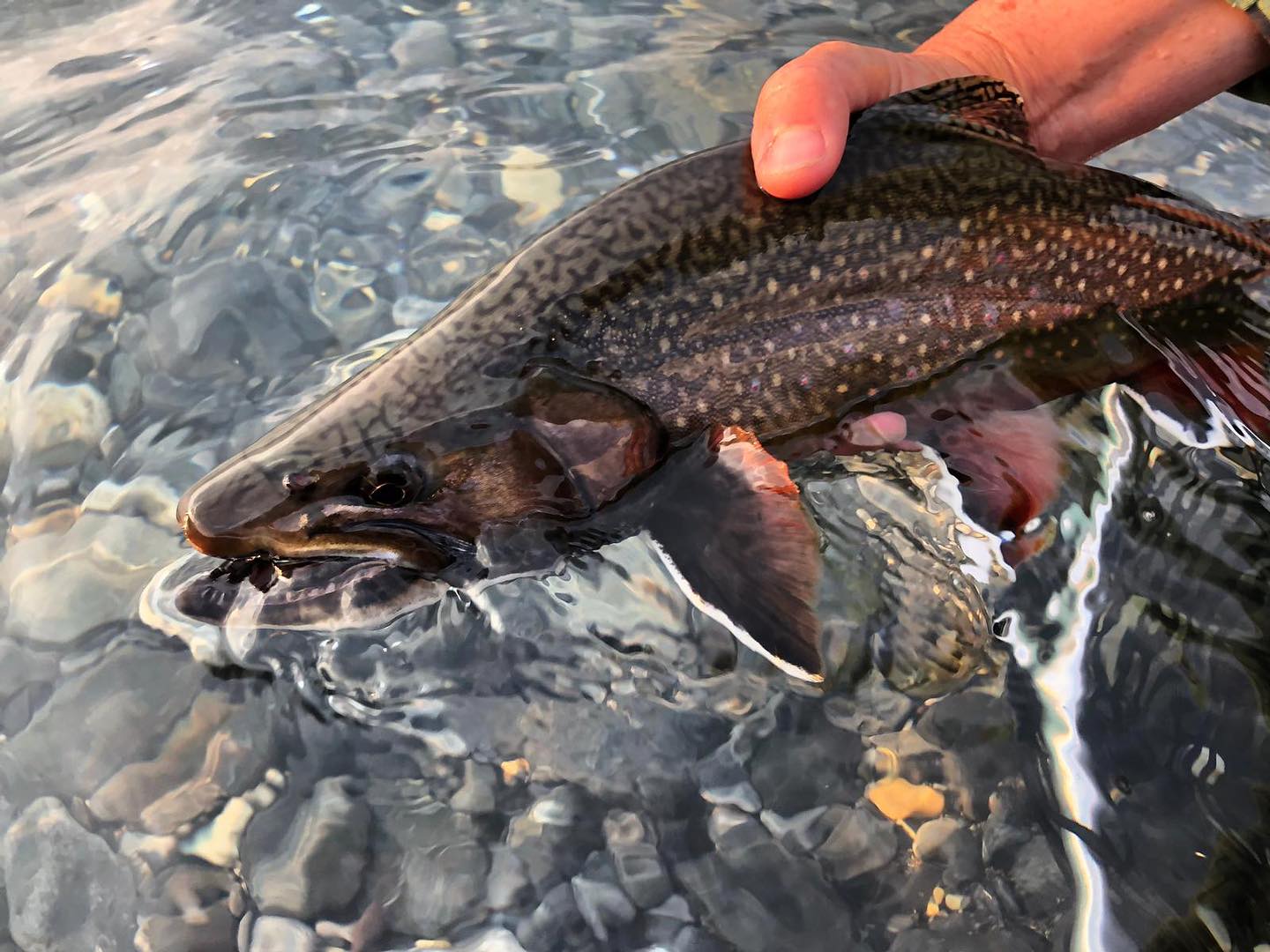 Brook Trout in Fortress Lake