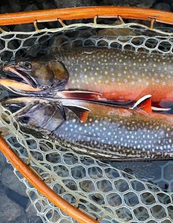 Two brook trout caught at Fortress Lake
