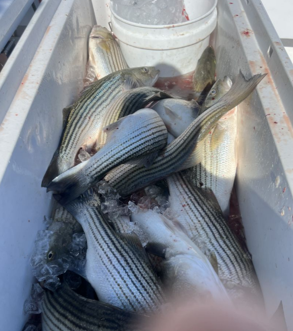 Two striped bass caught at Chesapeake Beach
