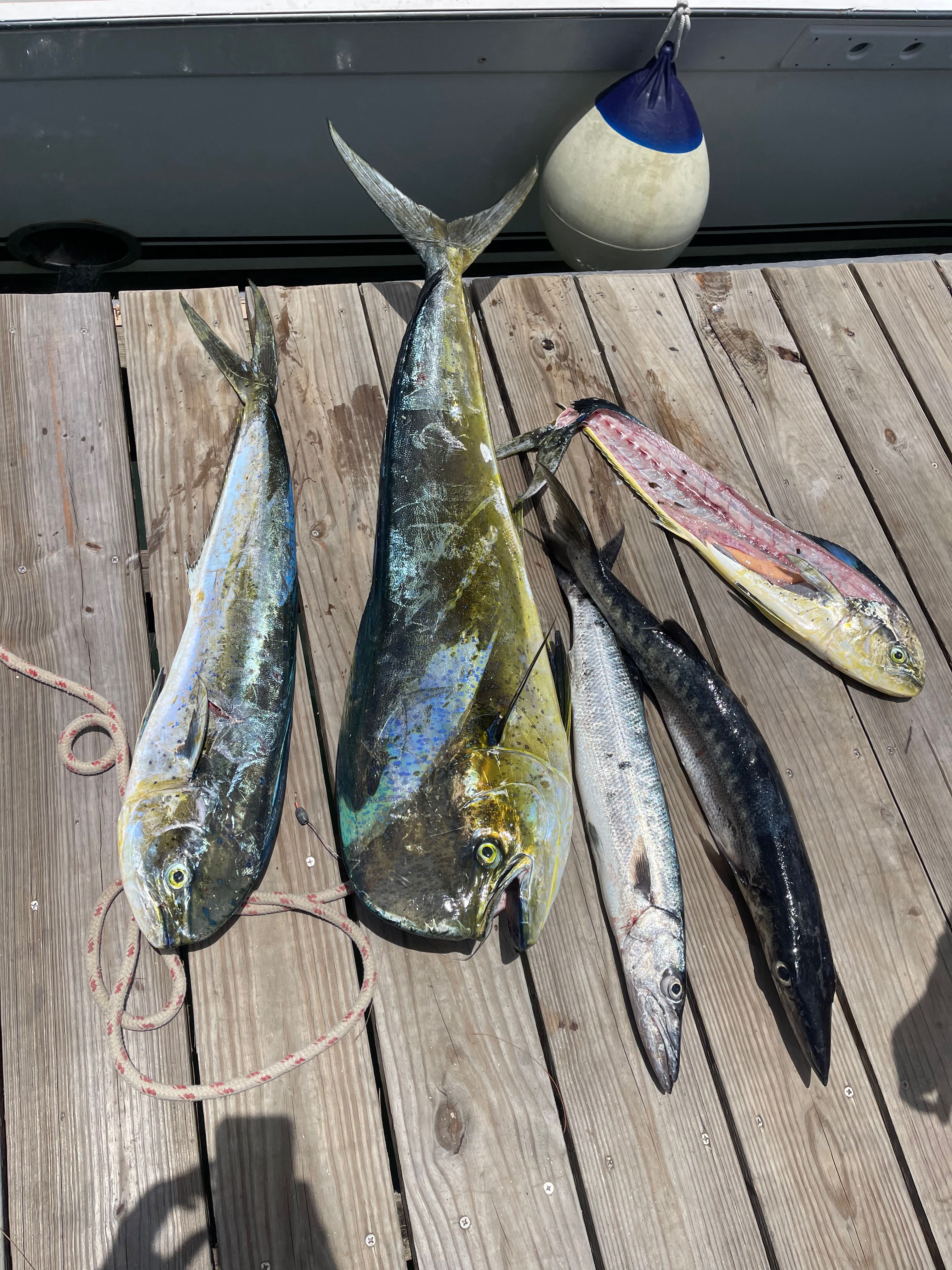 Fresh caught mahi mahi and great barracuda displayed on boat deck in Puerto Plata