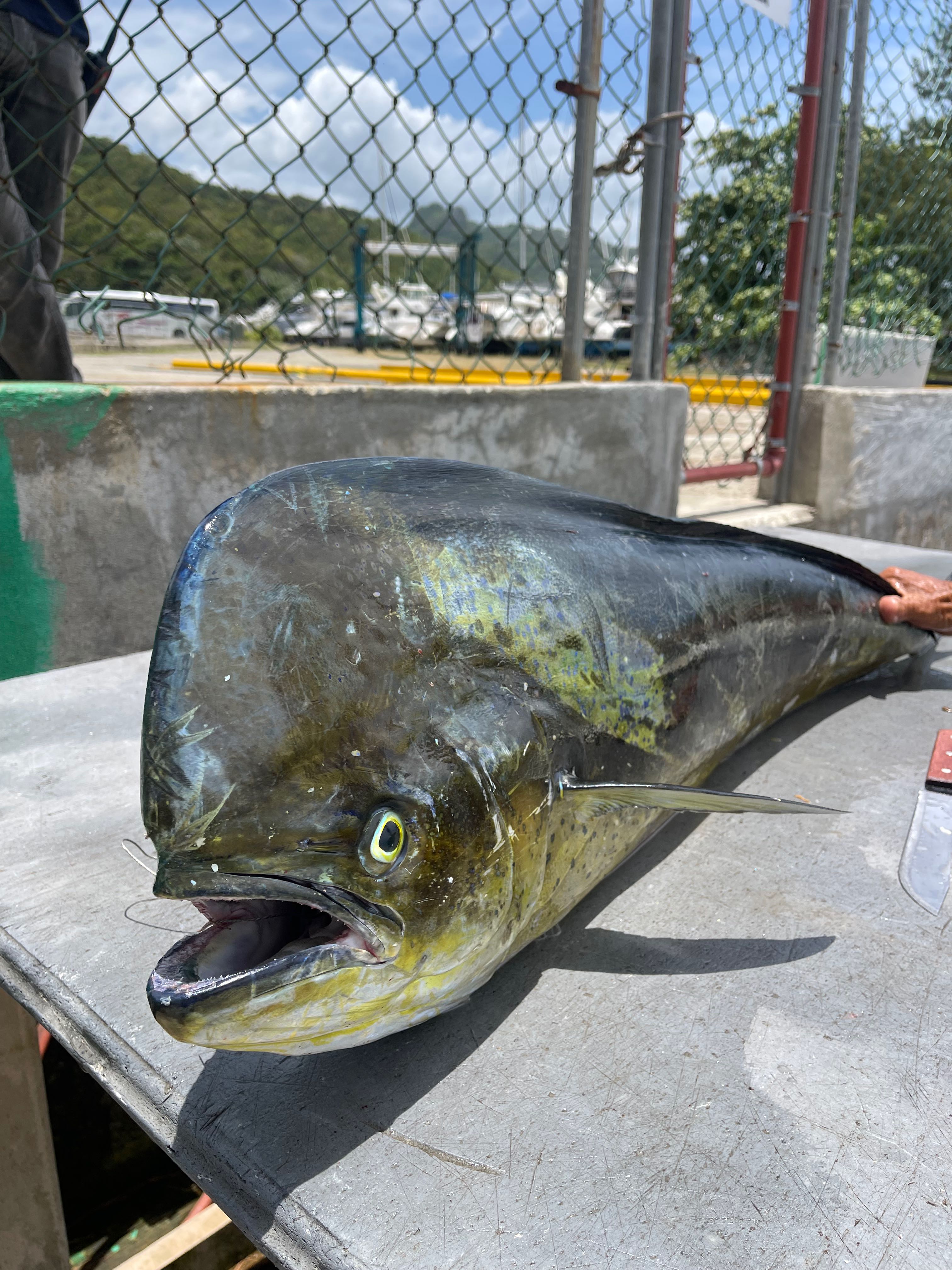 Fresh caught Mahi Mahi fish on cleaning table at Puerto Plata fishing dock