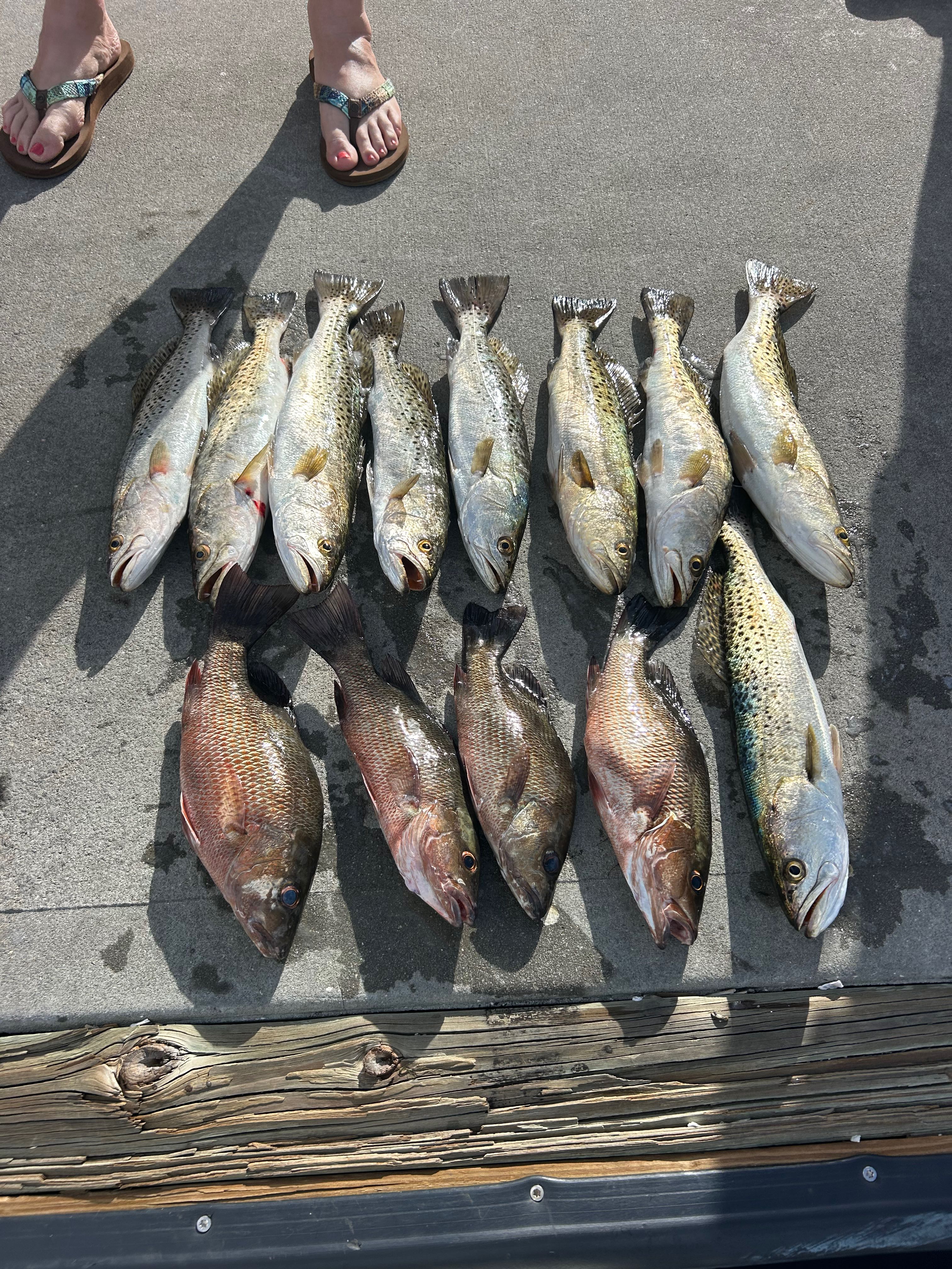 Fresh caught grey snapper and speckled trout laid out on dock in Punta Gorda FL