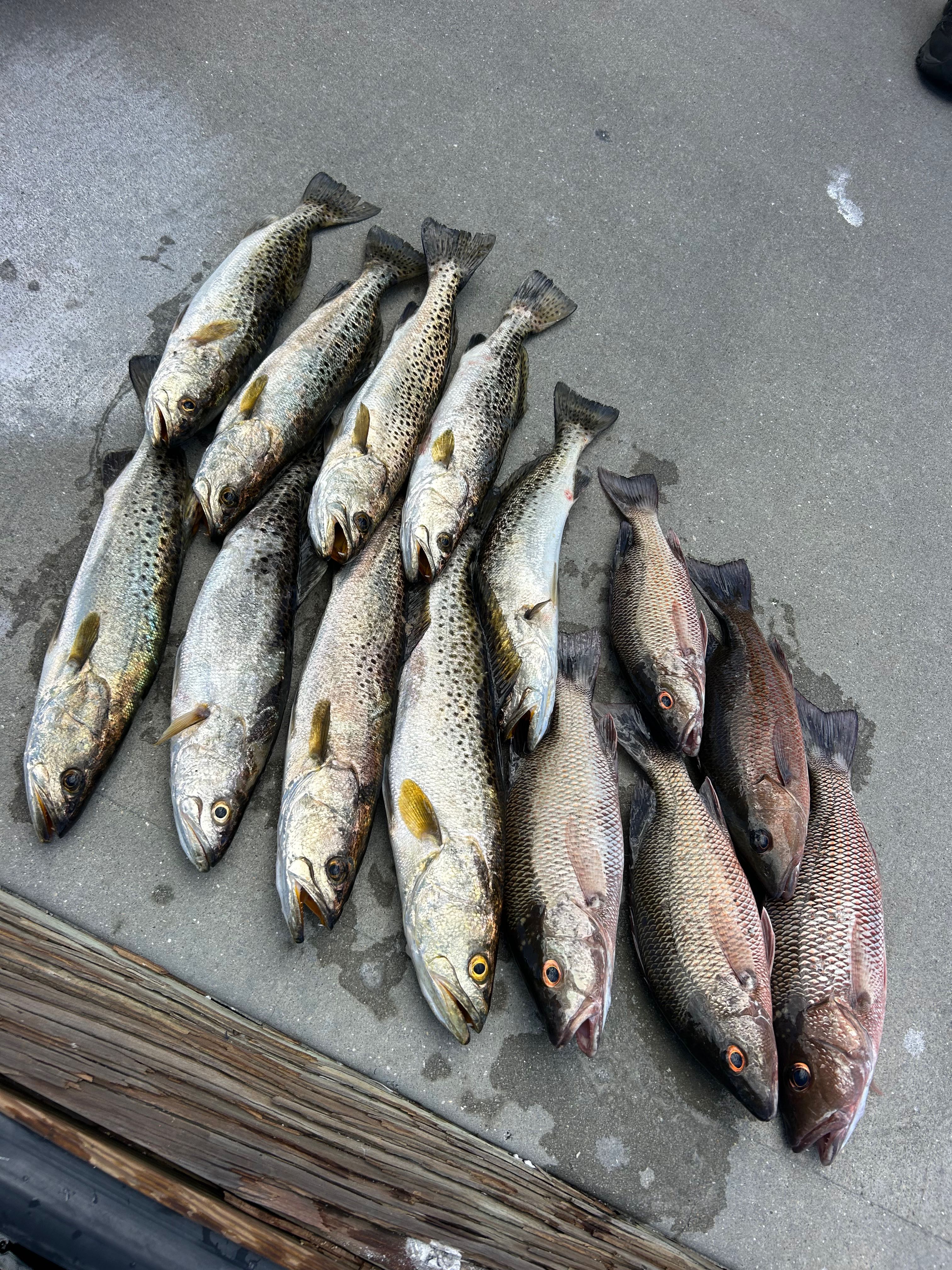 Fresh caught speckled trout and grey snapper arranged on boat deck in Punta Gorda FL