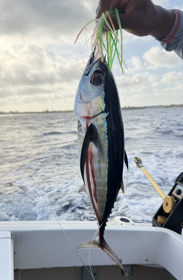 Blackfin tuna caught fishing in West Bay