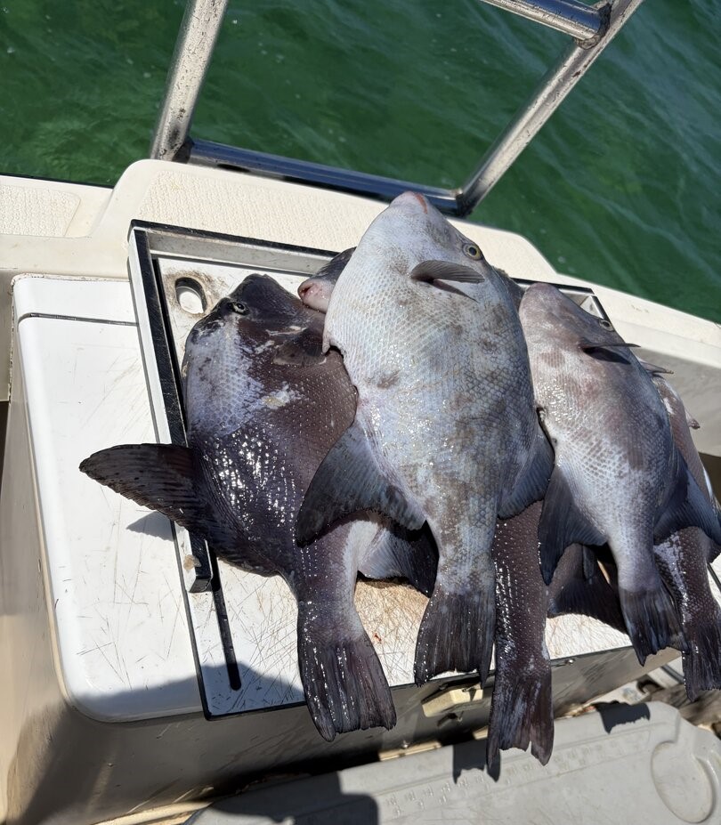 Three grey triggerfish caught fishing in West Bay displayed on boat deck