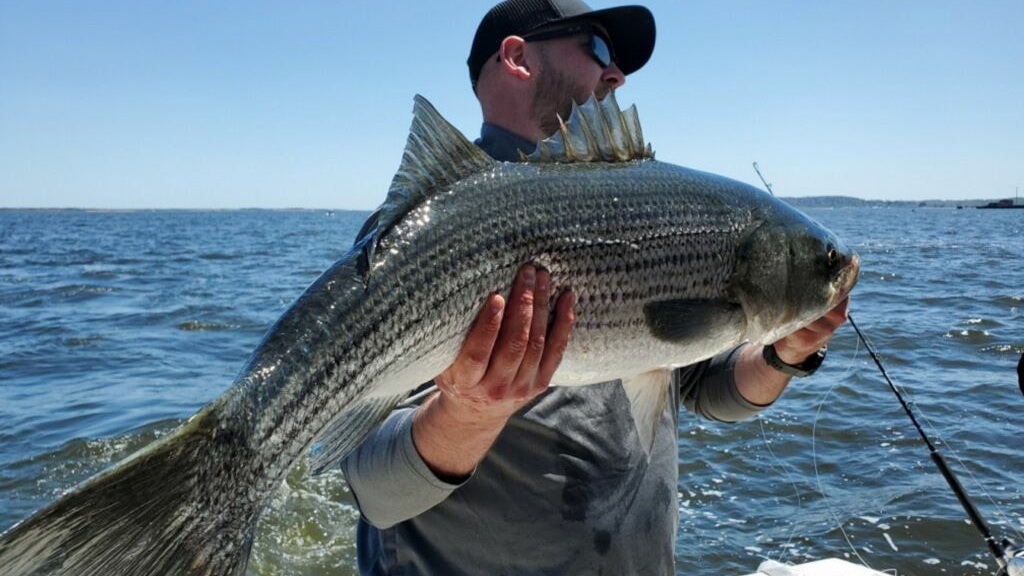 Striped bass fish caught in NJ