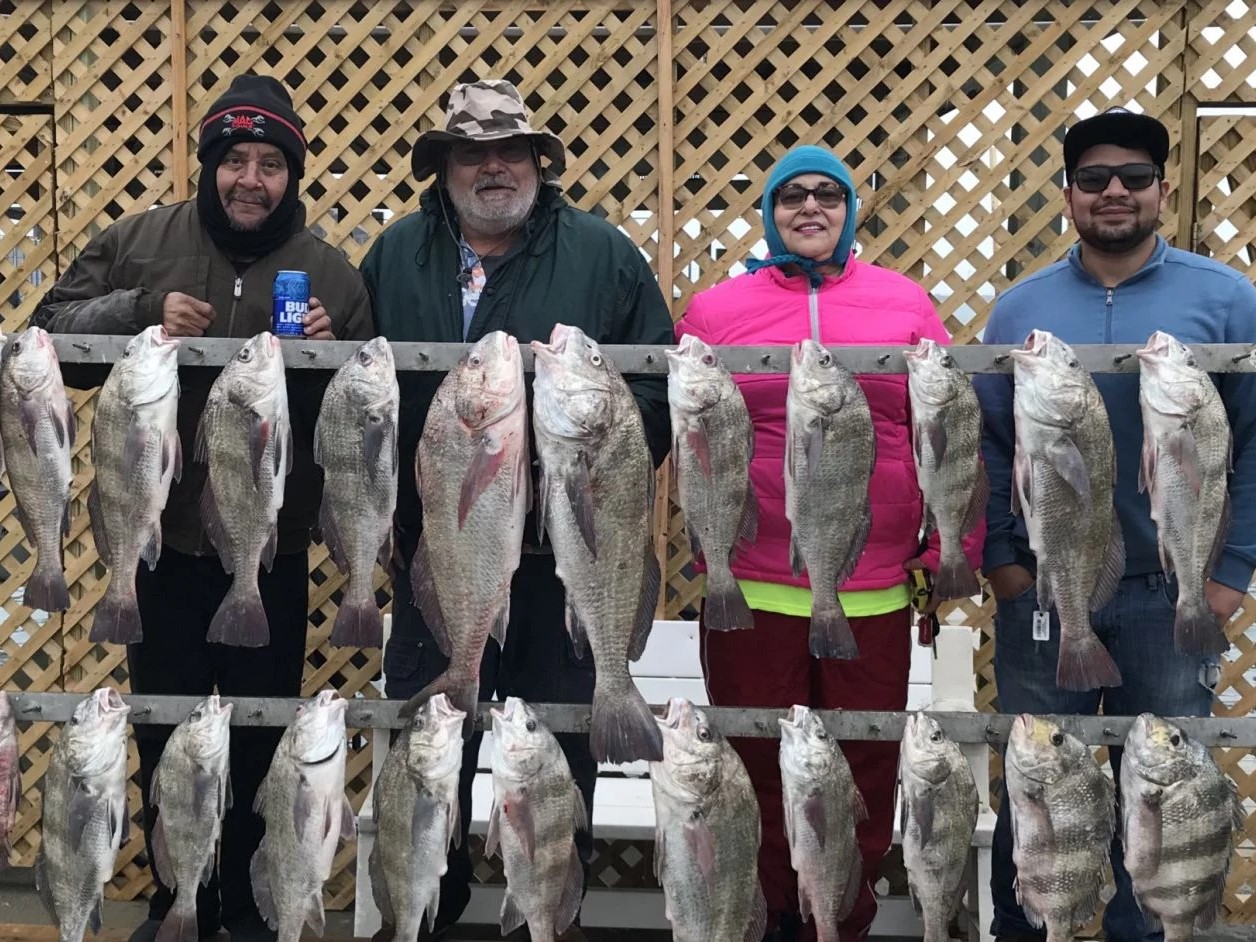 Sixteen impressive black drum fish caught in Corpus Christi