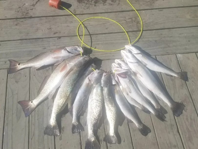Six fish caught on a fishing trip in TX