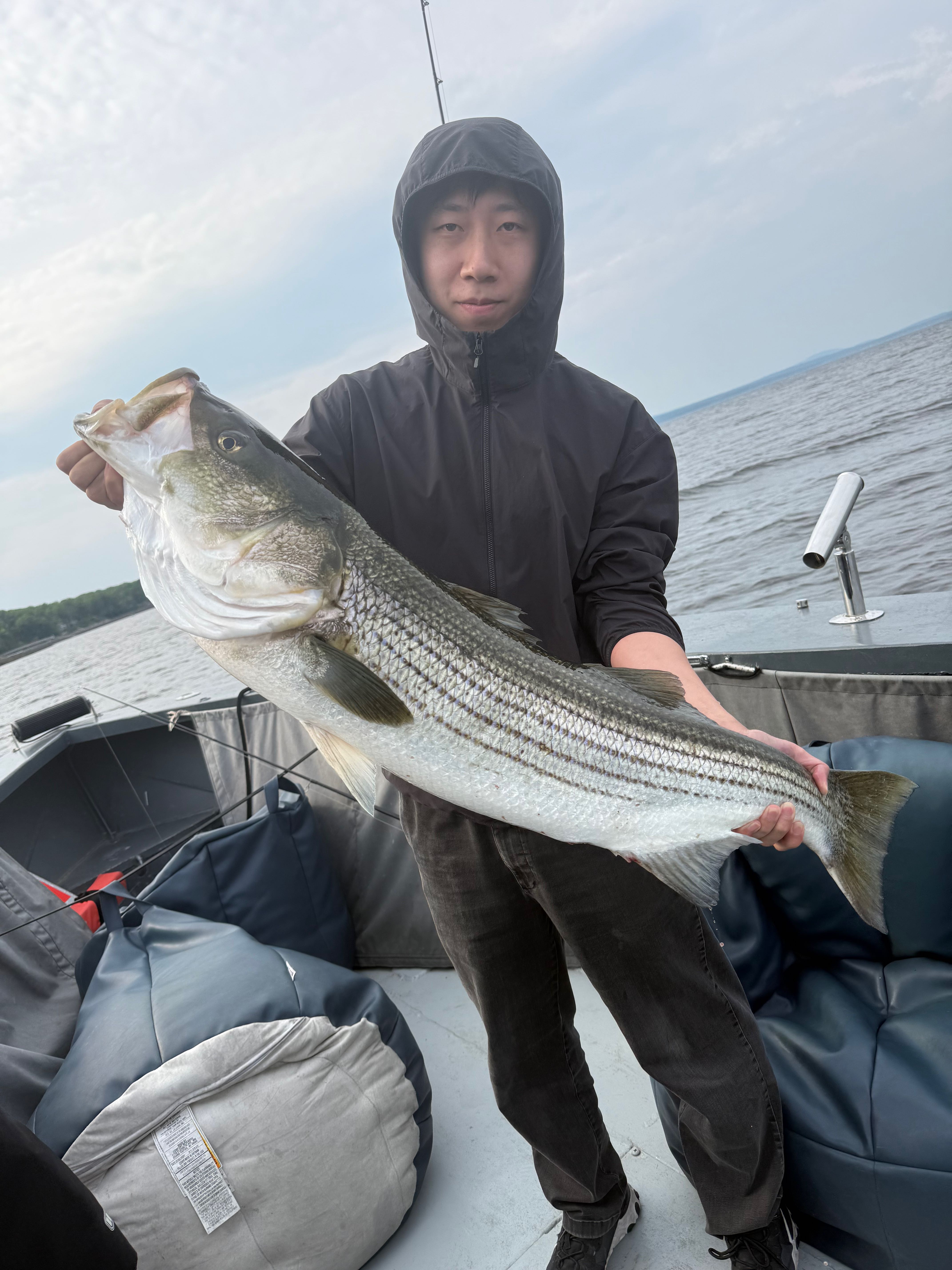 Striped bass catch displayed on fishing boat in Monroe ME