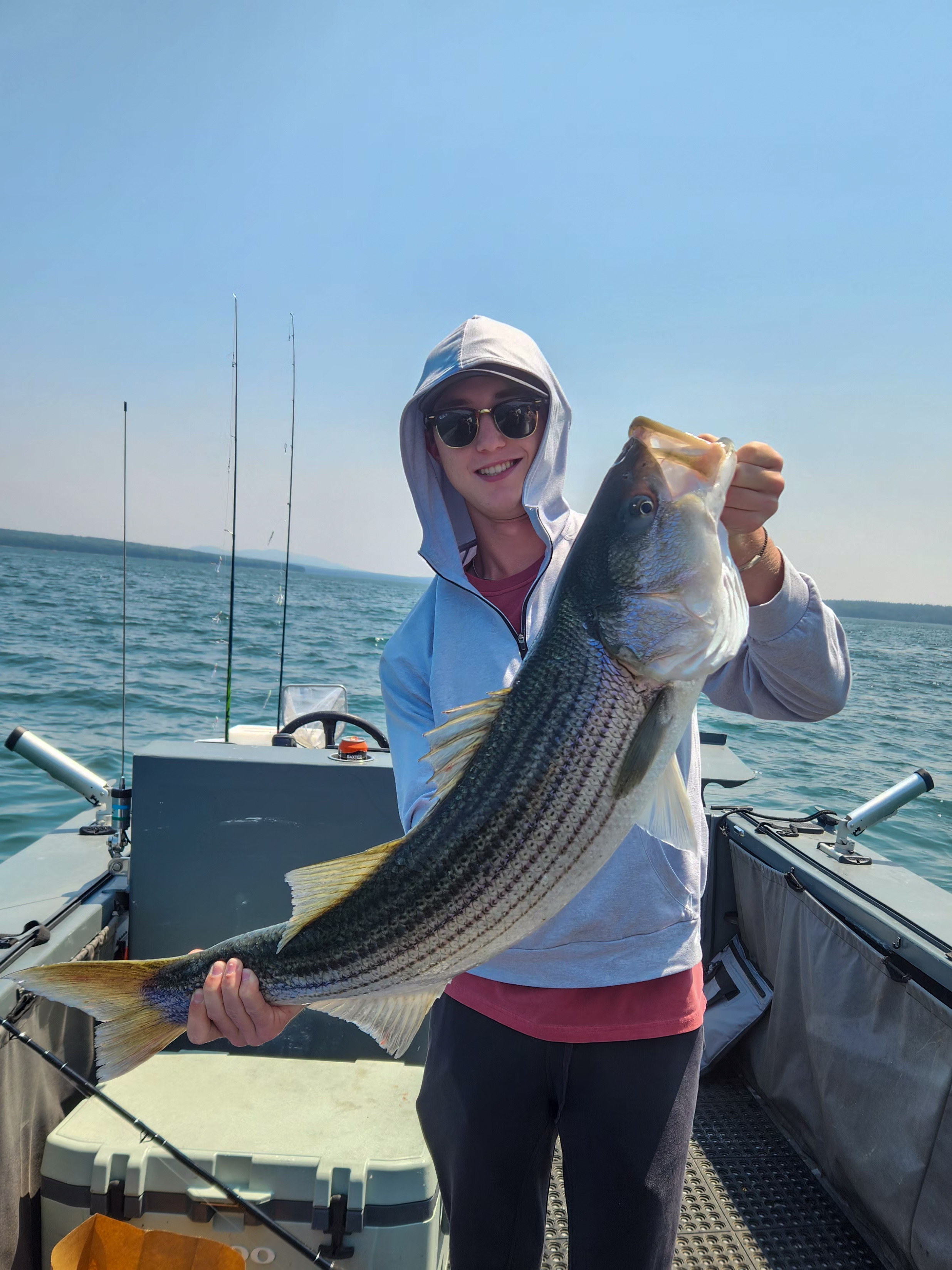 Striped bass caught by angler in Monroe