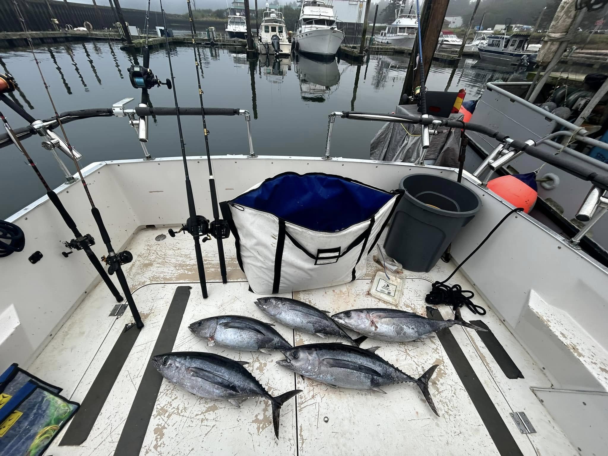 5 blackfin tuna and little tunny fish caught during a fishing tour in WA