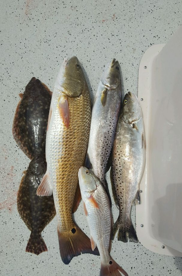 Spotted Weakfish, 5 fish, fishing in St. Augustine