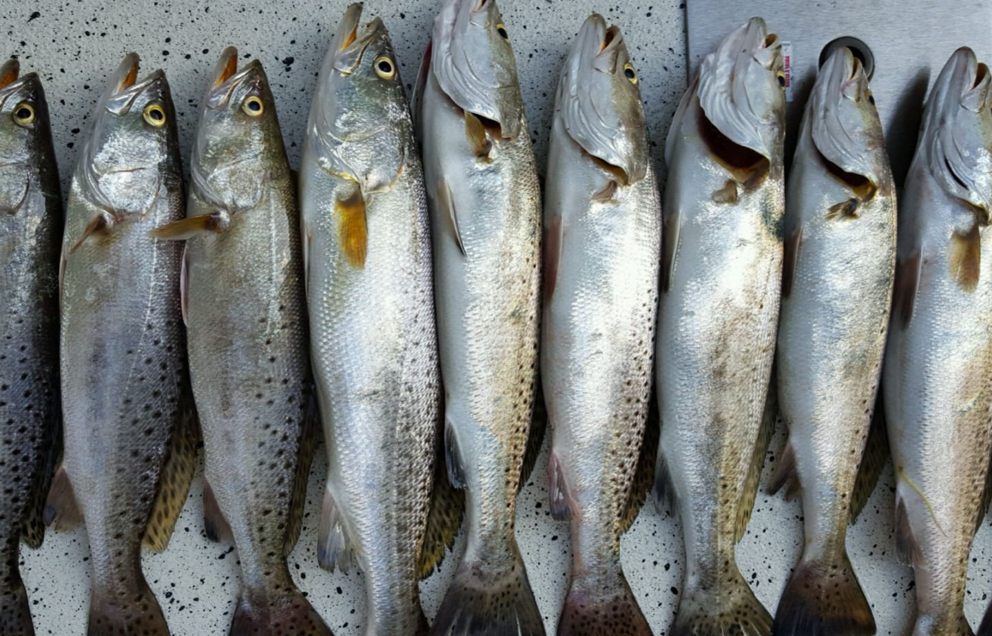 9 spotted weakfish caught while fishing in Florida