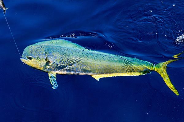 Amazing catch in FL with the best fishing gear